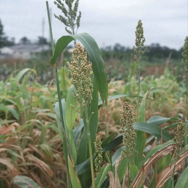 thumbnail for publication: Nematode Management Using Sorghum and Its Relatives
